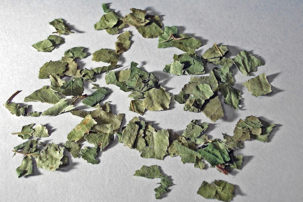 Getrocknete Birkenblätter liegen auf einem Tisch