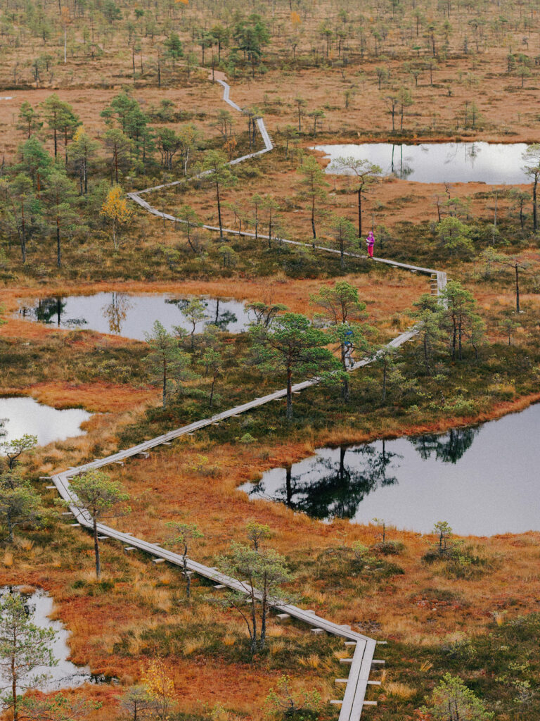 Blick auf das Hochmoor Mukri in Estland