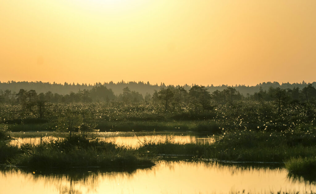 Ein Moor in Estland im Sonnenuntergang
