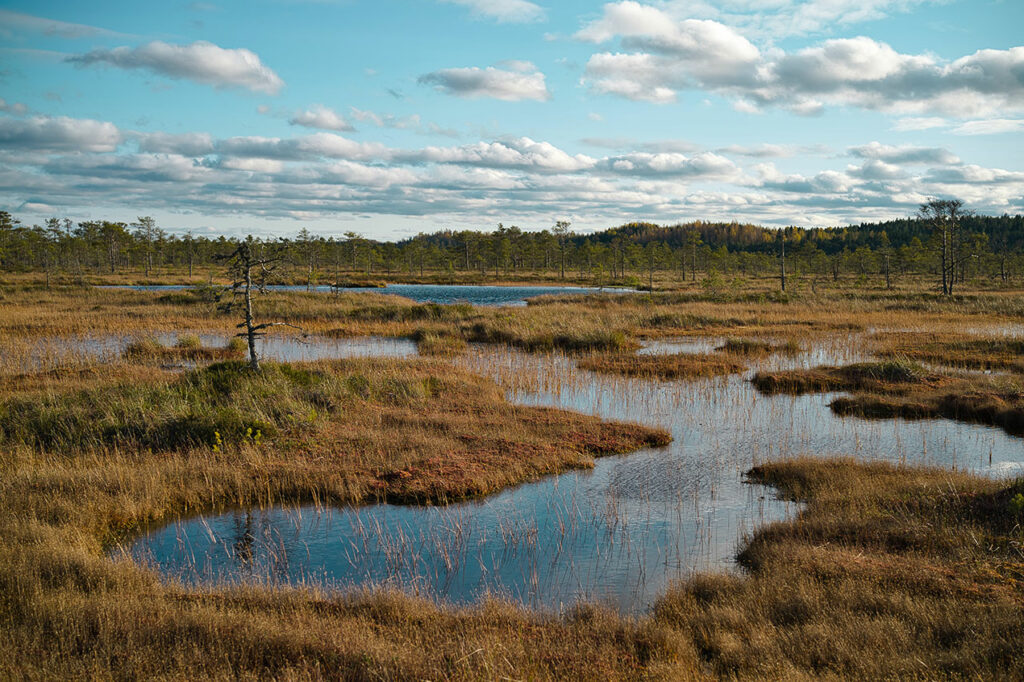 Blick über das Moor Kõnnu Suursoo in Estland