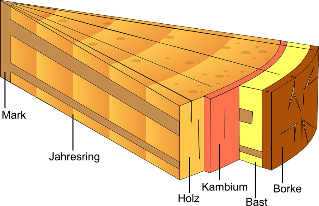 Ein Querschnitt der den Aufbau der Rinde und einen Baumes zeigt. Der Aufbau von außen nach innen: Borke, Bast, Kambium, Holz, Jahresring, Mark.