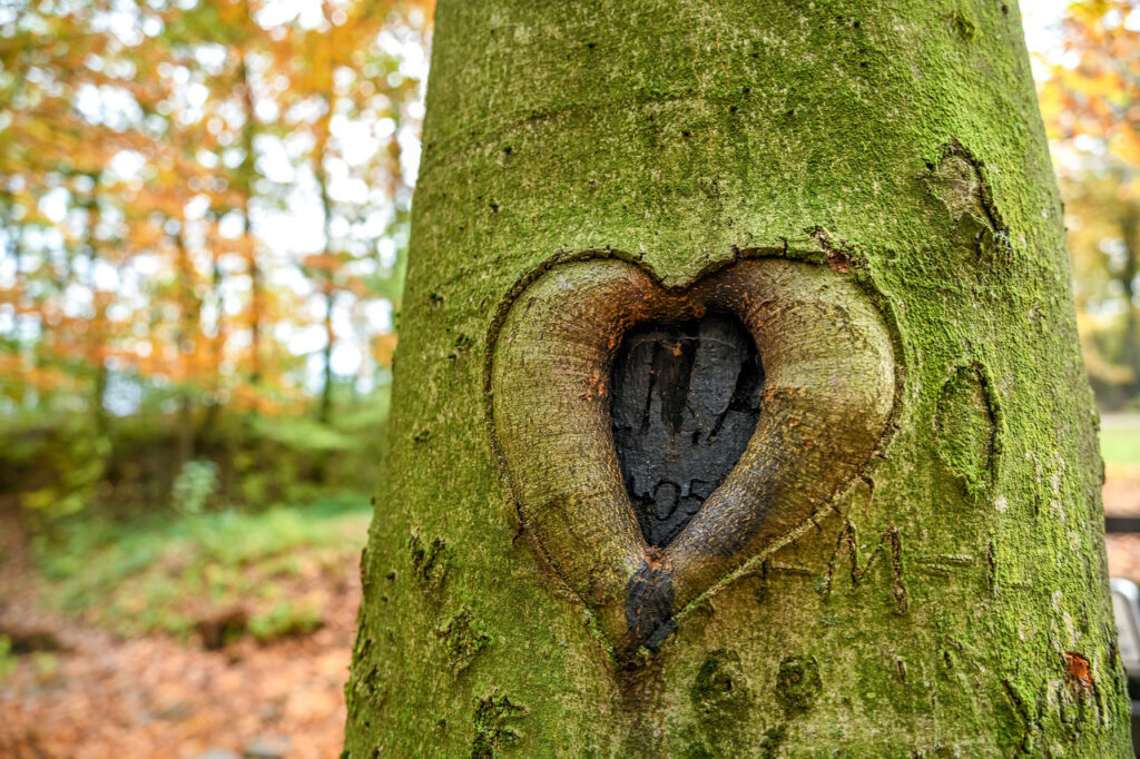 Ein in die Baumrinde eines Baumes geschnitztes Herz hat einen deutlichen Schaden am Baum hinterlassen.