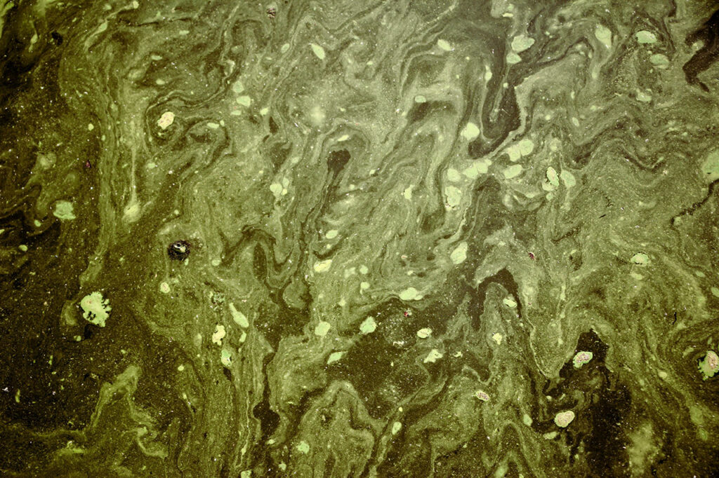 Detailaufnahme von Algen und anderen Mikroorganismen die das Wasser verunreinigt haben und es dadurch grün gefärbt erscheint