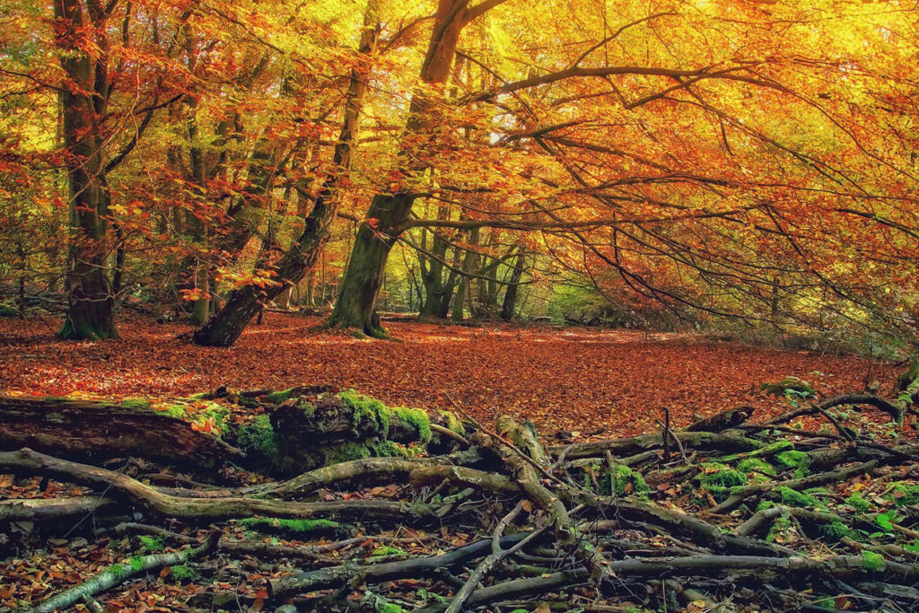 Ein Buchenwald im Herbst, im Vordergrund liegt Holz auf dem Waldboden