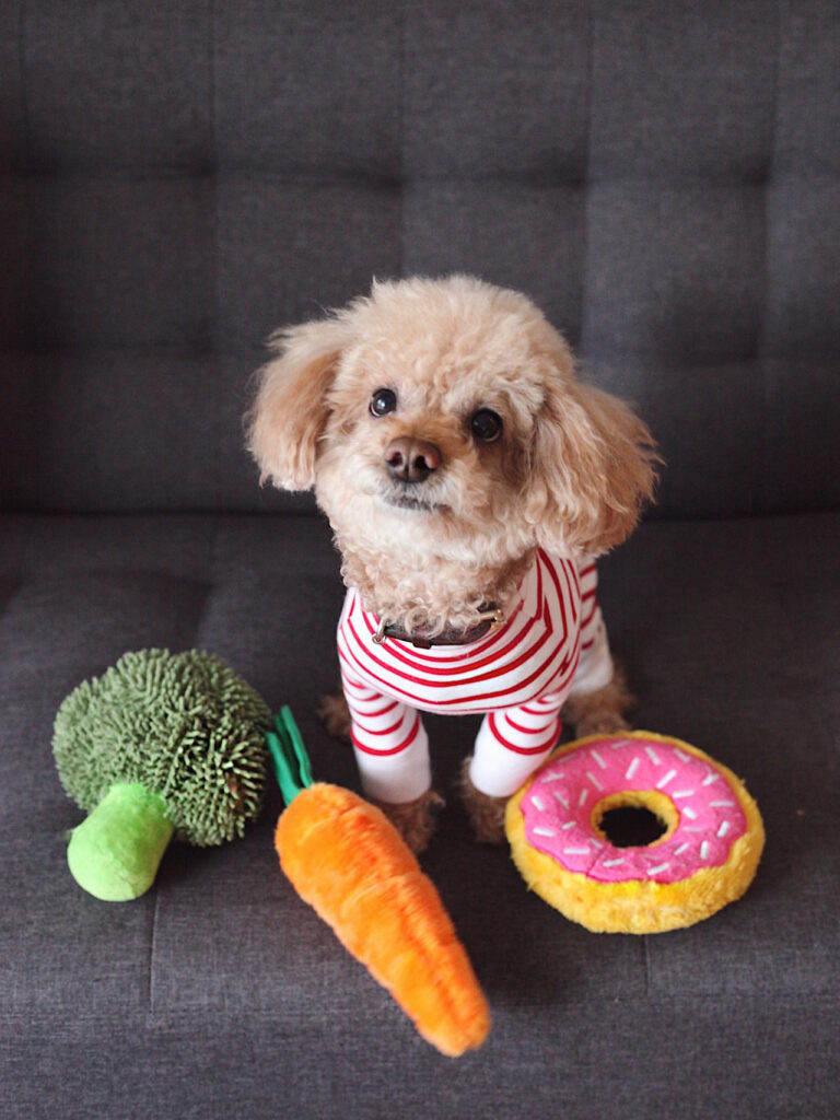 Ein kleiner Pudel sitzt auf einer dunklen Couch, vor ihm liegen 3 Spielzeuge in Form von Brokkoli, Mohrrübe und Donut.