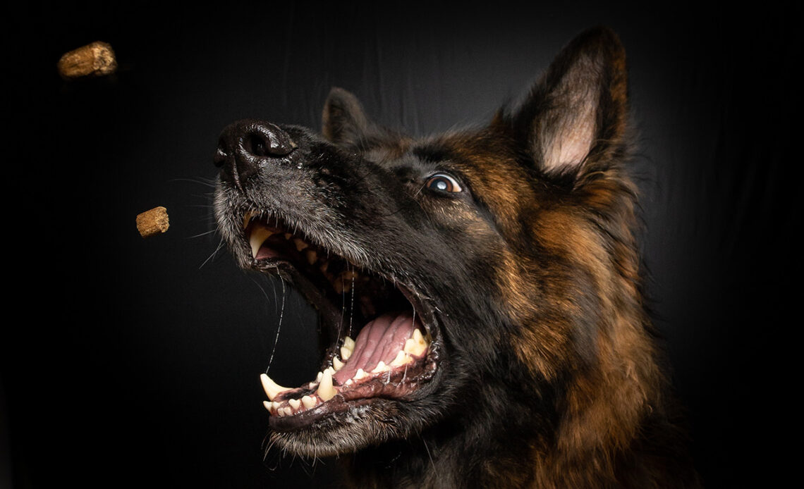 Ein Schäferhund vor schwarzen Hintergrund reißt sein Maul weit auf um ihm zugeworfenes Hundefutter zu fangen