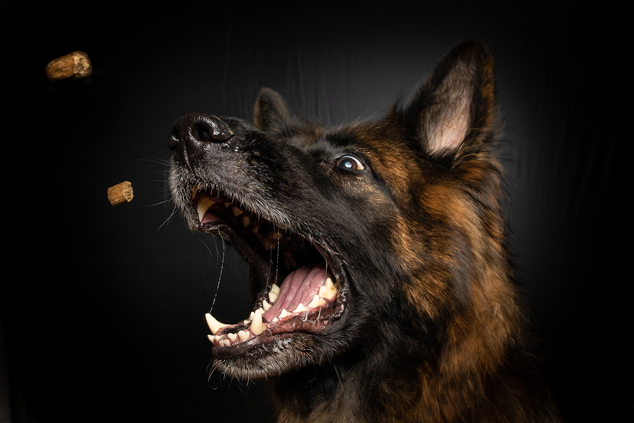 zahnbürste hund Dito Hundezahnbürste