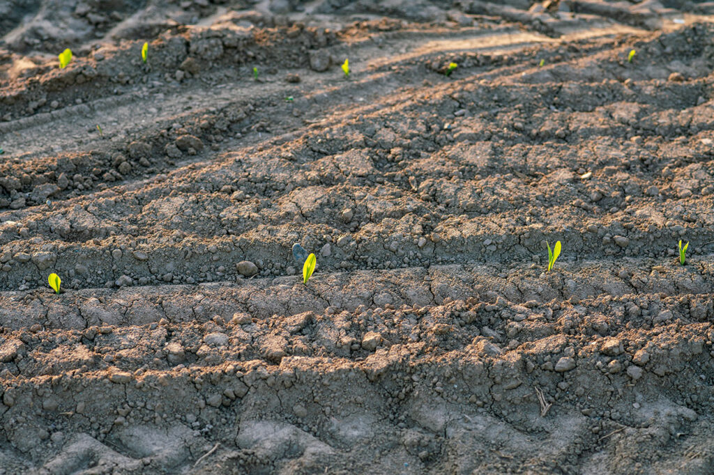 Traktorspuren auf gedüngtem Boden, aus dem erste kleine Pflanzen wachsen