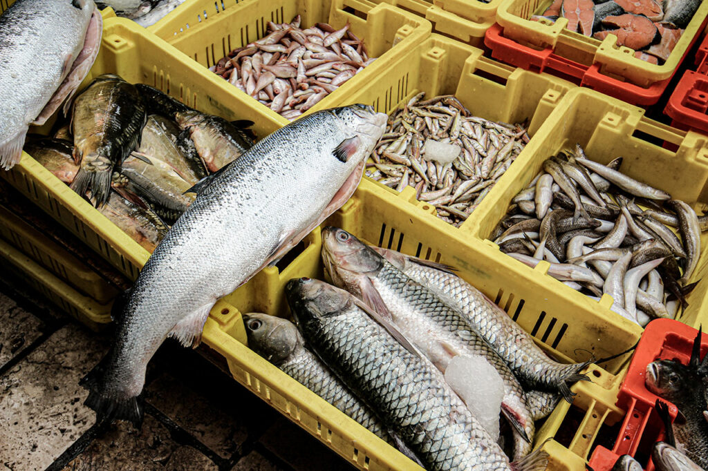 Frisch gefangene Fische liegen in verschiedenen gelben Transportkisten zum Verkauf aus