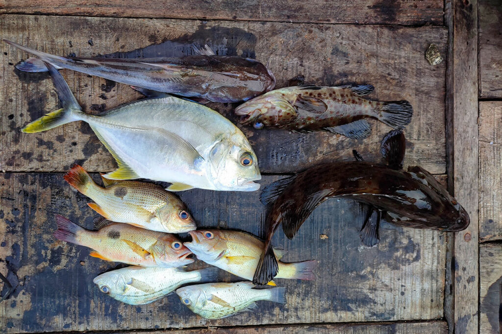 Verschiedene Arten von Fisch als Fang im Schleppnetz liegen auf einem Schiffsboden aus Holz