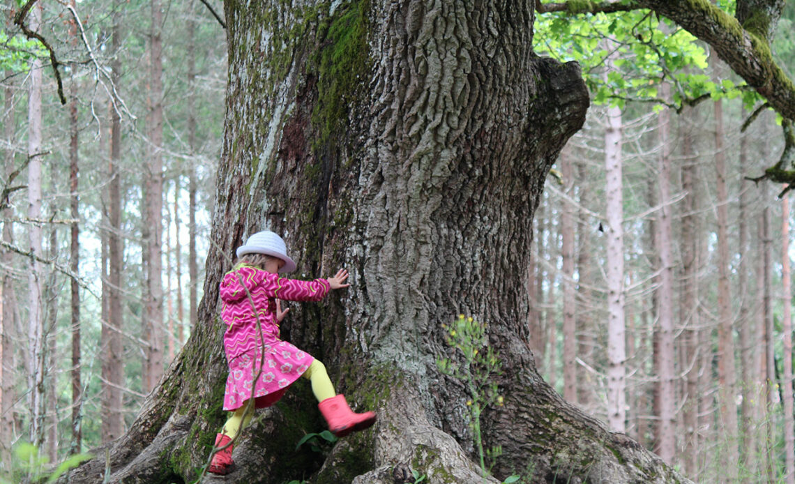 Ein Kind spielt im Wald und klettert dabei über die Wurzeln eines alten Baumes